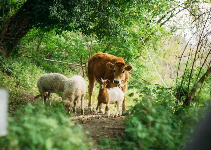Domus Agricolae Corallina