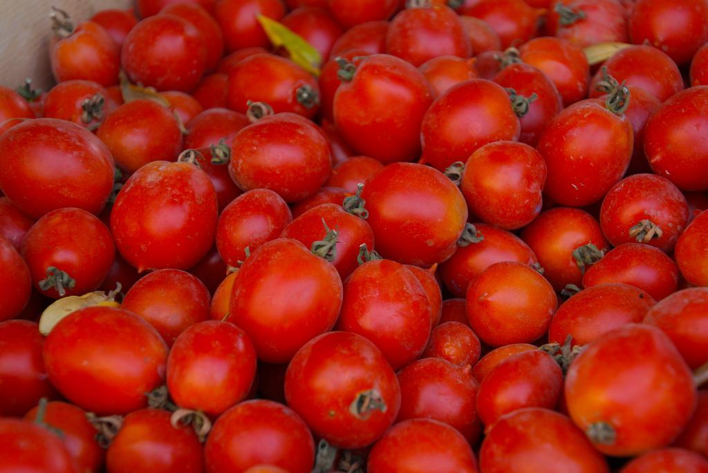 Domus Agricolae Corallina